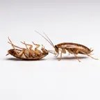 Насекомых